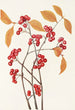 Red Cranberry Fruit - Mary Vaux Walcott — artwork view