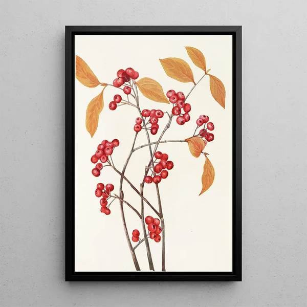 Red Cranberry Fruit - Mary Vaux Walcott — framed artwork on a wall