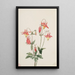 Ancolie rouge - Mary Vaux Walcott — framed artwork on a wall