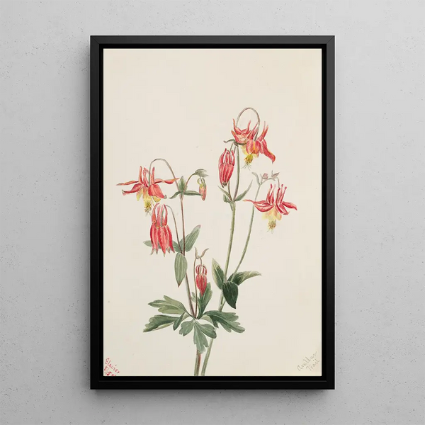 Ancolie rouge - Mary Vaux Walcott — framed artwork on a wall