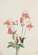 Ancolie rouge - Mary Vaux Walcott — artwork view