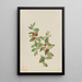Comandra rouge - Mary Vaux Walcott — framed artwork on a wall