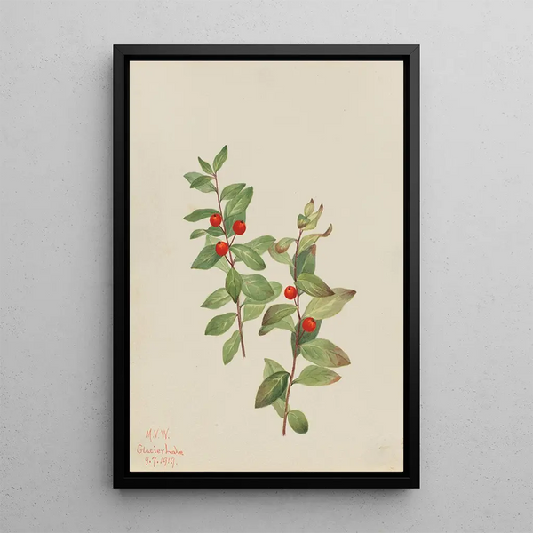 Comandra rouge - Mary Vaux Walcott — framed artwork on a wall