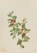 Comandra rouge - Mary Vaux Walcott — artwork view