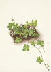 Ronce pédat - Mary Vaux Walcott — artwork view