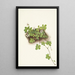 Ronce pédat - Mary Vaux Walcott — framed artwork on a wall