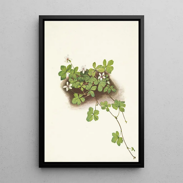 Ronce pédat - Mary Vaux Walcott — framed artwork on a wall