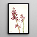 Dauphinelle rouge - Mary Vaux Walcott — framed artwork on a wall