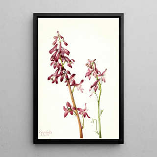 Mary Vaux Walcott - Red Larkspur Delphinium nudicale.webp