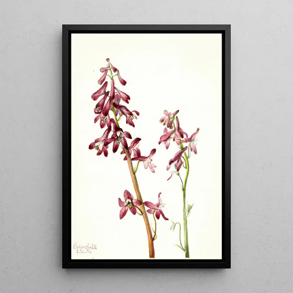 Dauphinelle rouge - Mary Vaux Walcott — framed artwork on a wall