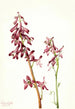 Dauphinelle rouge - Mary Vaux Walcott — artwork view
