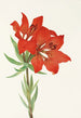 Red Lily - Mary Vaux Walcott — artwork view