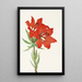 Red Lily - Mary Vaux Walcott — framed artwork on a wall