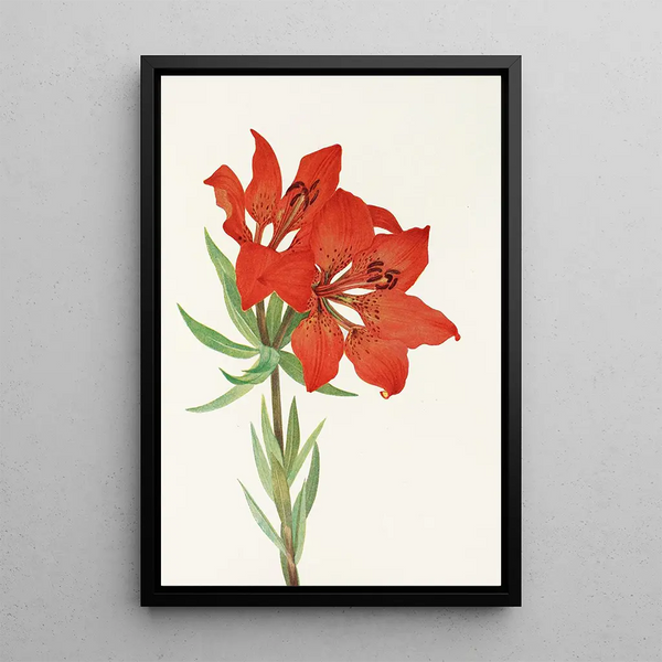 Red Lily - Mary Vaux Walcott — framed artwork on a wall