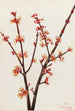 Red Maple - Mary Vaux Walcott — artwork view