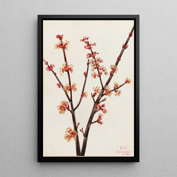 Red Maple - Mary Vaux Walcott — framed artwork on a wall