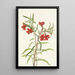 Red Mimulus Painting - Mary Vaux Walcott — framed artwork on a wall