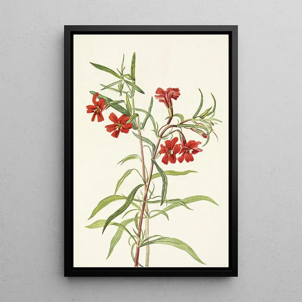 Red Mimulus Painting - Mary Vaux Walcott — framed artwork on a wall