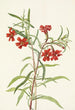 Red Mimulus Painting - Mary Vaux Walcott — artwork view