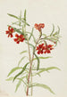 Mimule rouge - Mary Vaux Walcott — artwork view