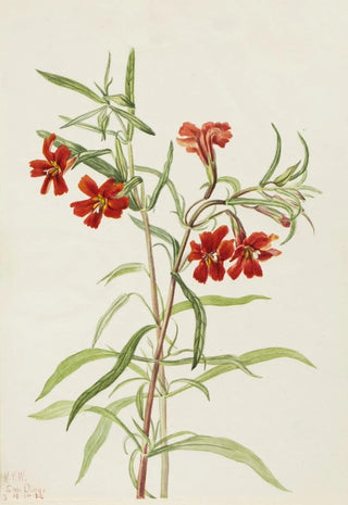 Mary Vaux Walcott - Red Monkeyflower Diplaucus puniceus.webp