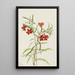 Mimule rouge - Mary Vaux Walcott — framed artwork on a wall