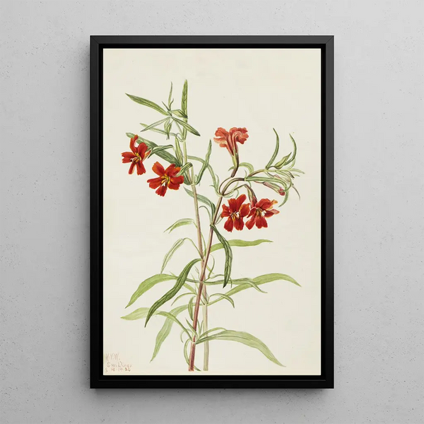 Mimule rouge - Mary Vaux Walcott — framed artwork on a wall