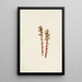 Hypopitys laineux - Mary Vaux Walcott — framed artwork on a wall