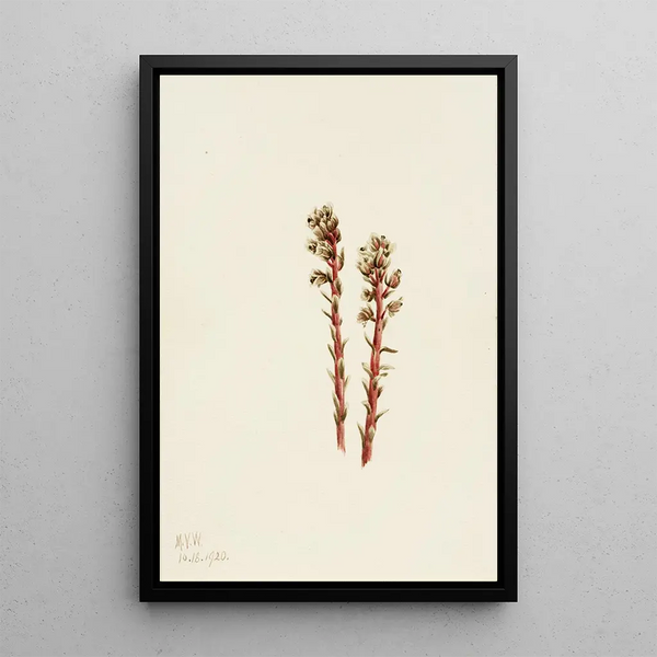 Hypopitys laineux - Mary Vaux Walcott — framed artwork on a wall