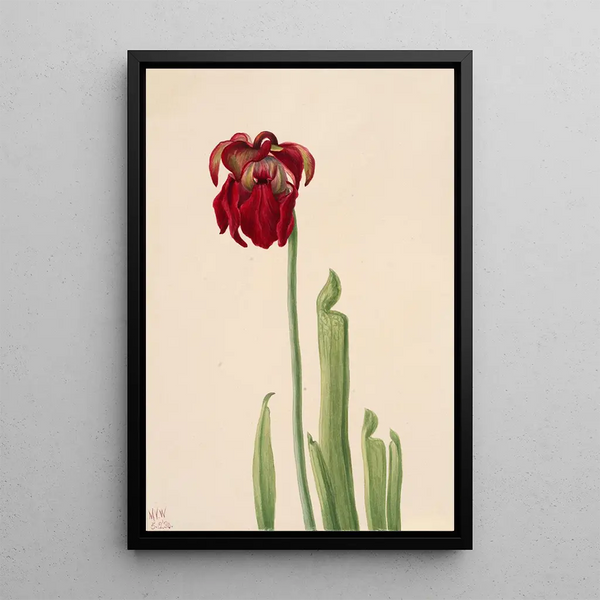 Sarracénie de Jones - Mary Vaux Walcott — framed artwork on a wall