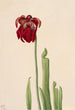 Sarracénie de Jones - Mary Vaux Walcott — artwork view
