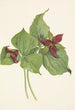 Trille rouge - Mary Vaux Walcott — artwork view