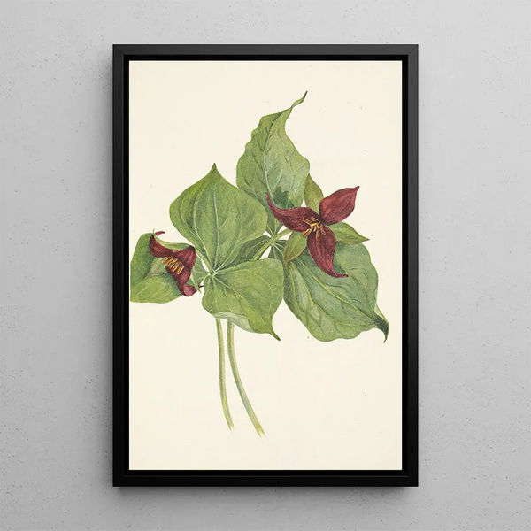 Trille rouge - Mary Vaux Walcott — framed artwork on a wall