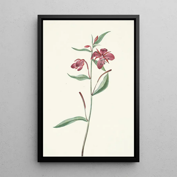 Epilobe à larges feuilles - Mary Vaux Walcott — framed artwork on a wall