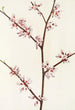 Gainier du Canada - Mary Vaux Walcott — artwork view