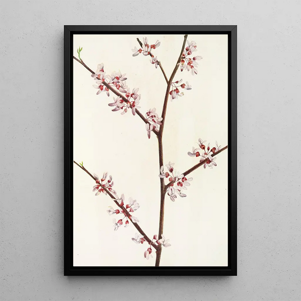 Gainier du Canada - Mary Vaux Walcott — framed artwork on a wall