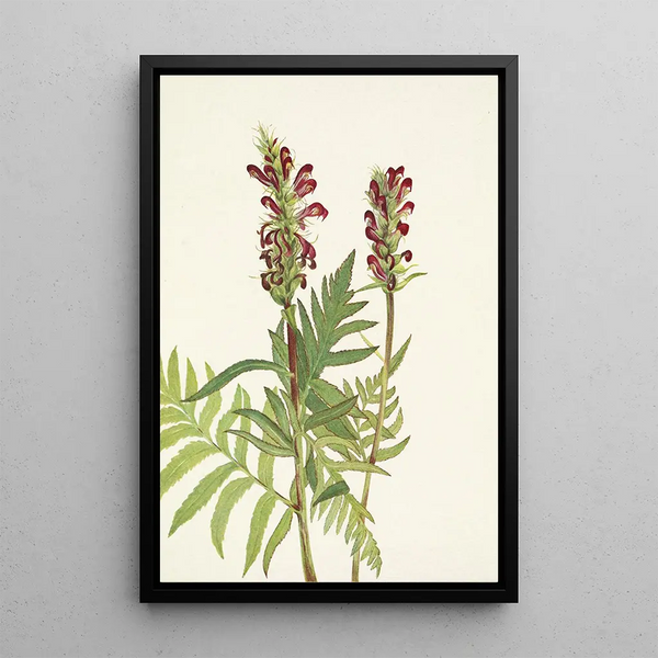 Pedicular with bracts - Mary Vaux Walcott — framed artwork on a wall