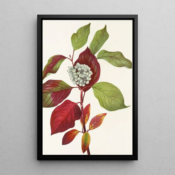 Cornouiller stolonifère - Mary Vaux Walcott — framed artwork on a wall