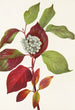 Cornouiller stolonifère - Mary Vaux Walcott — artwork view
