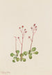 Saxifrage à tige rouge - Mary Vaux Walcott — artwork view