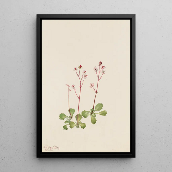 Saxifrage à tige rouge - Mary Vaux Walcott — framed artwork on a wall