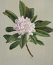 Rhododendron Rhododendron maximum - Mary Vaux Walcott — artwork view
