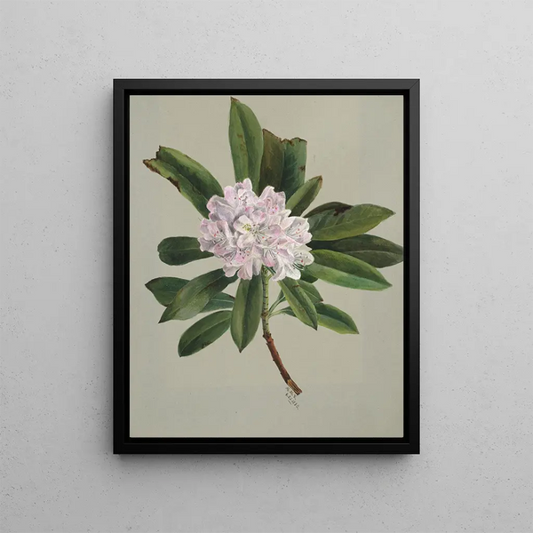 Rhododendron Rhododendron maximum - Mary Vaux Walcott — framed artwork on a wall