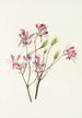 Canadian Rhodora - Mary Vaux Walcott — artwork view