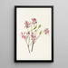 Canadian Rhodora - Mary Vaux Walcott — framed artwork on a wall