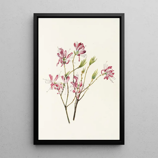 Canadian Rhodora - Mary Vaux Walcott — framed artwork on a wall