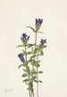 Gentiane des rives Gentiana affinis - Mary Vaux Walcott — artwork view