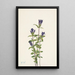 Gentiane des rives Gentiana affinis - Mary Vaux Walcott — framed artwork on a wall
