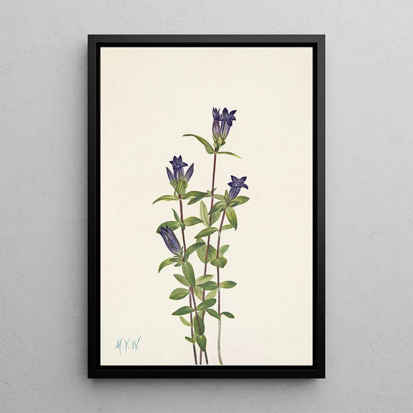 Gentiane des rives Gentiana affinis - Mary Vaux Walcott — framed artwork on a wall