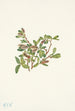 Willow of the Rocks Salix petrophila - Mary Vaux Walcott — artwork view